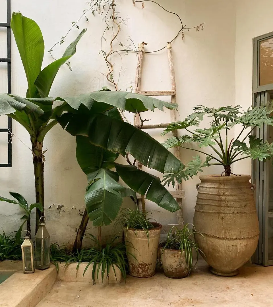Guest house Housing Marrakech Chez Rachid Hotel Marrakesh